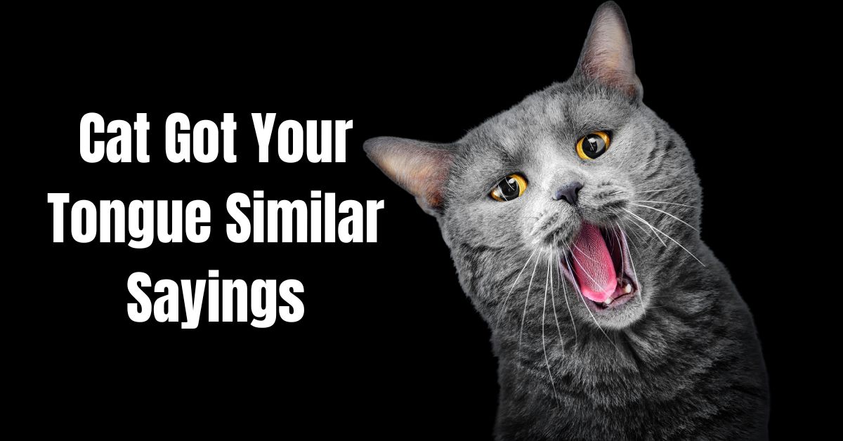 Cat Got Your Tongue Similar Sayings- guide