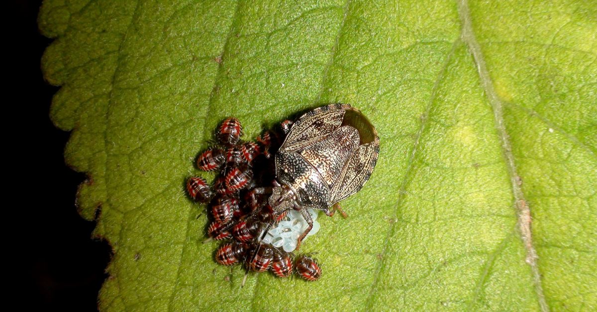 Funny Responses To Dont Let The Bedbugs Bite - Guide
