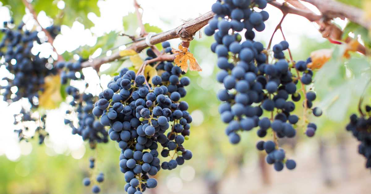 Phrases Like Heard Through The Grapevine - Guide